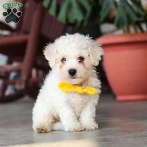 Rocky, Bichon Frise Puppy